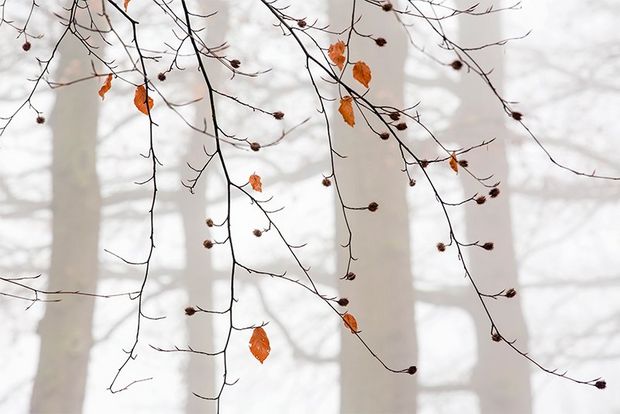 A few leaves hang on to otherwise bare branches as pale tree trunks are seen in the mist in the background.