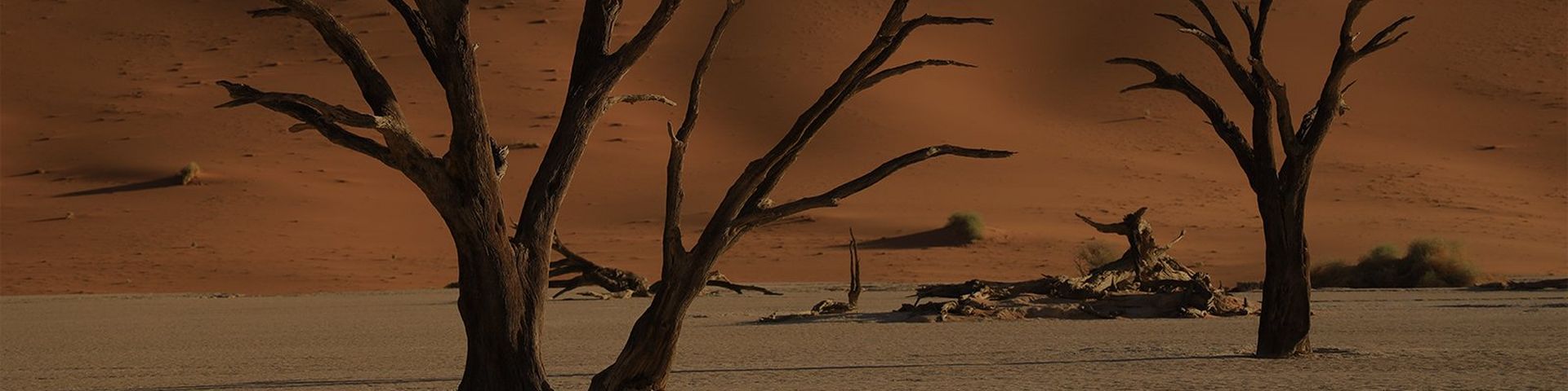 Beautiful image of trees on sand dunes at sunset taken on Canon EOS-R