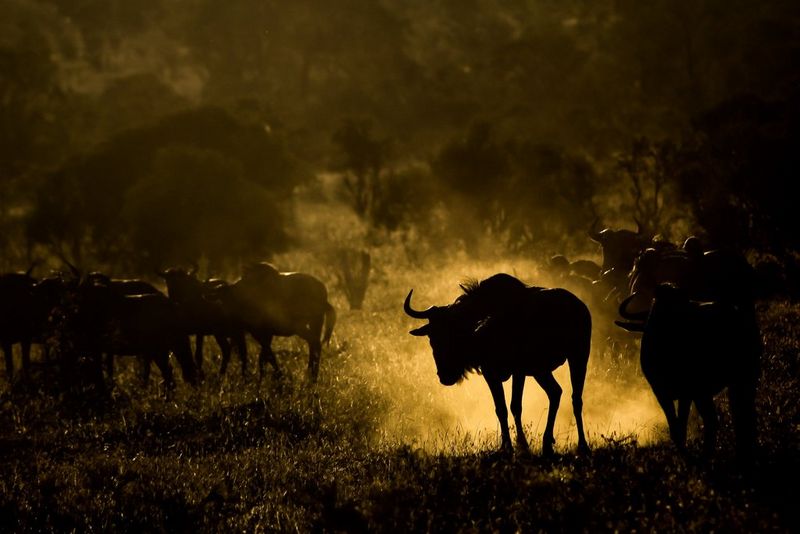 Backlit Wildebeest. Photography by Ricky Tibane