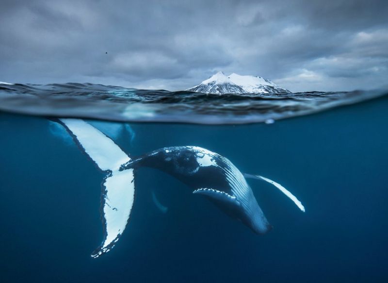 A humpback whale swimming off the coast of Tromsø, Norway. Taken by Canon Ambassador Audun Rikardsen on a Canon EOS-1D X.