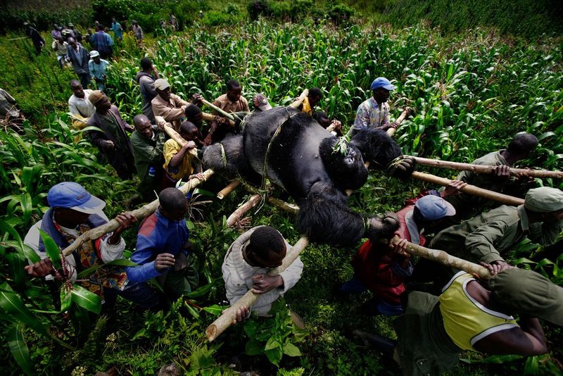 A gorilla killed in suspicious circumstances is removed from Virunga National Park by a group of conservation rangers. Photo by Canon Ambassador Brent Stirton.