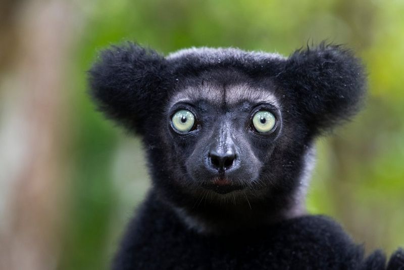 An Indri, the largest lemur species on Madagascar, photographed by Thorsten Milse on a Canon EOS-1D X Mark II.