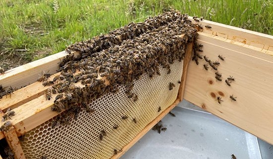 Mitarbeitenden-Projekt „Bee Canon“