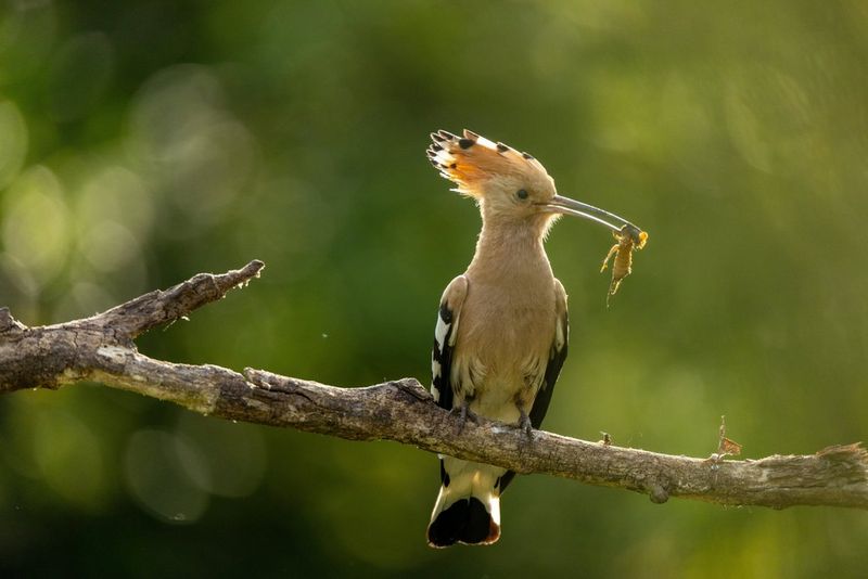 Tipps für Wildlife- und Vogel-Fotografie