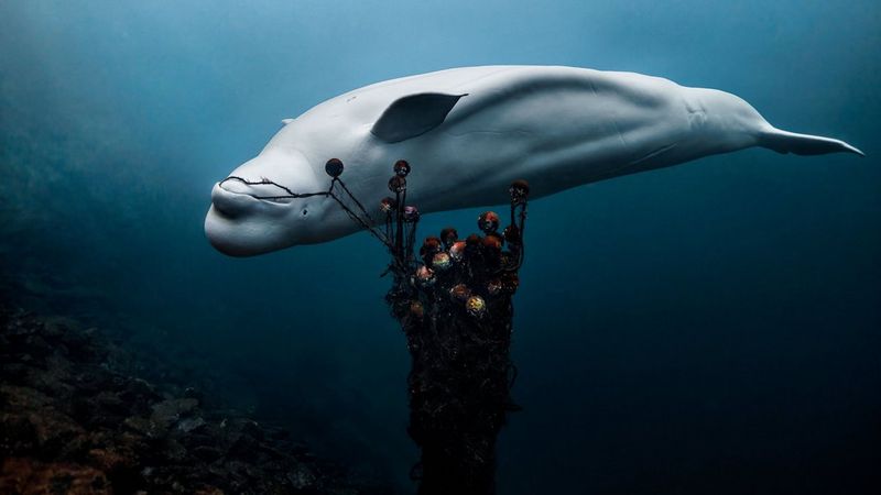 Wildlife-Hybridaufnahmen mit Aleksander Nordahl