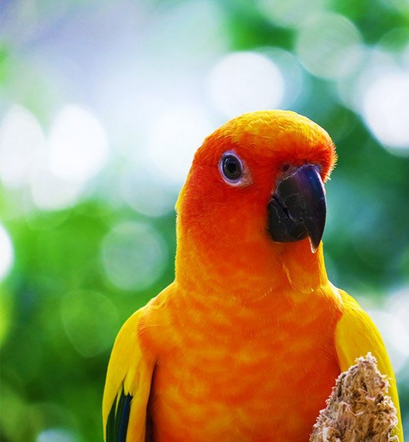 canon compact digital cameras wildlife