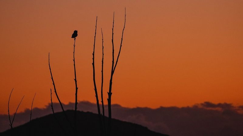 Canon EOS RP sample sunset