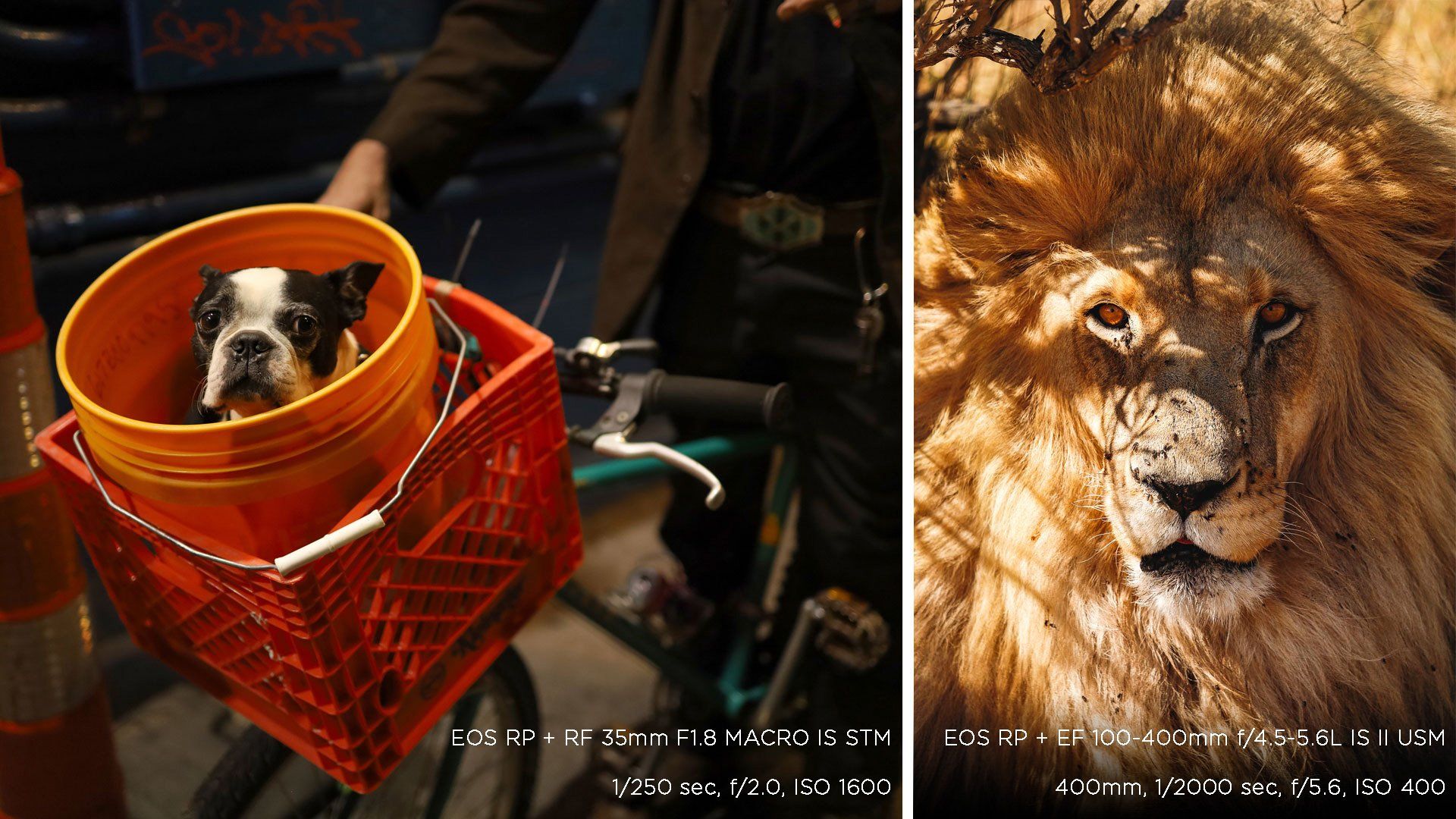 A composite picture: a black-and-white pug looks out from a plastic bucket on a bicycle's handlebars in one; and a face-on photo of a male lion in the other. Photos taken on a Canon EOS RP.