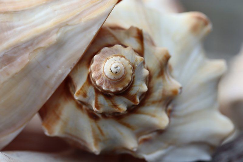 An ultra close-up photo of an intricately-shaped shell, taken on a Canon EOS 250D.