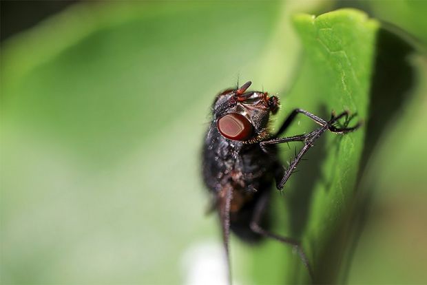 A close-up of a fly on a leaf. Taken on a Canon EOS 77D with a Canon EF-S 35mm f/2.8 Macro IS STM lens.