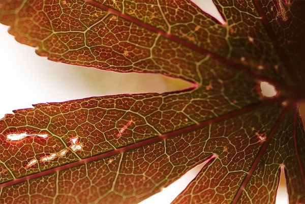 A close-up of a leaf. Taken on a Canon EOS 77D with a Canon EF-S 35mm f/2.8 Macro IS STM lens.