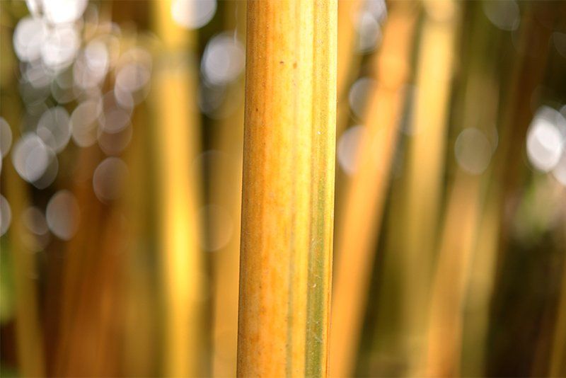 A close-up of a bamboo pole with a blurred background. Taken on a Canon EOS 77D with a Canon EF-S 35mm f/2.8 Macro IS STM lens.
