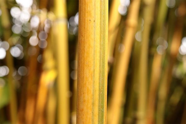 A close-up of a bamboo pole with a less blurred background. Taken on a Canon EOS 77D with a Canon EF-S 35mm f/2.8 Macro IS STM lens.