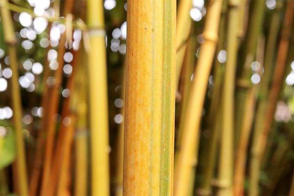 A close-up of a bamboo pole with more detail in the background. Taken on a Canon EOS 77D with a Canon EF-S 35mm f/2.8 Macro IS STM lens.