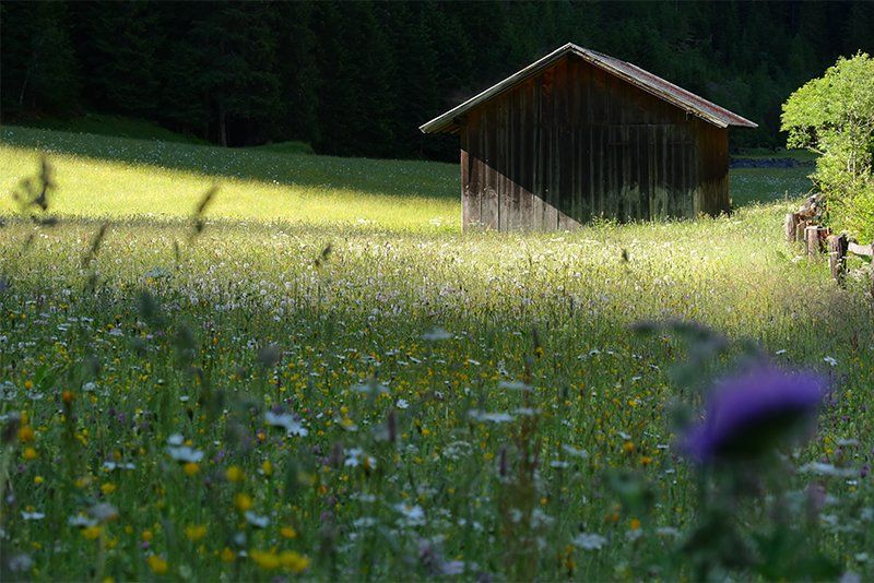 A wooden hut in shade, a flower meadow in front.