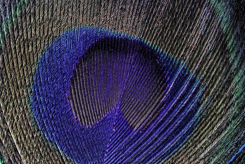 A fully processed stack of 100 frames showing a peacock feather in close-up, taken by Matt Doogue using the Canon EOS R10's in-camera focus bracketing depth compositing function.