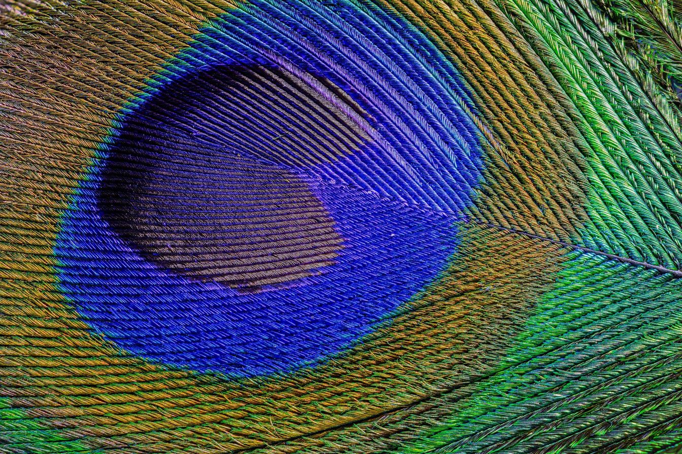 O fotografie în prim-plan a unei pene de păun creată folosind 150 de imagini separate suprapuse în Digital Photo Professional (DPP).