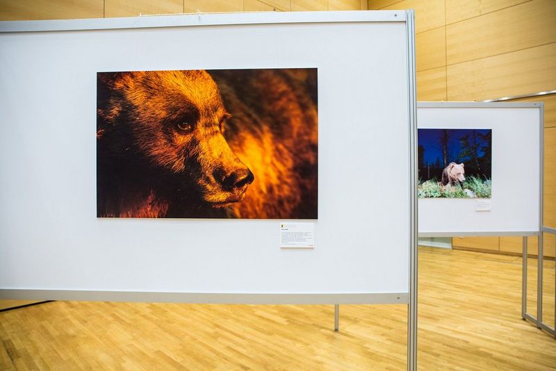 A close up shot of a red squirrel on the driveway to a stately manor in Vienna. 