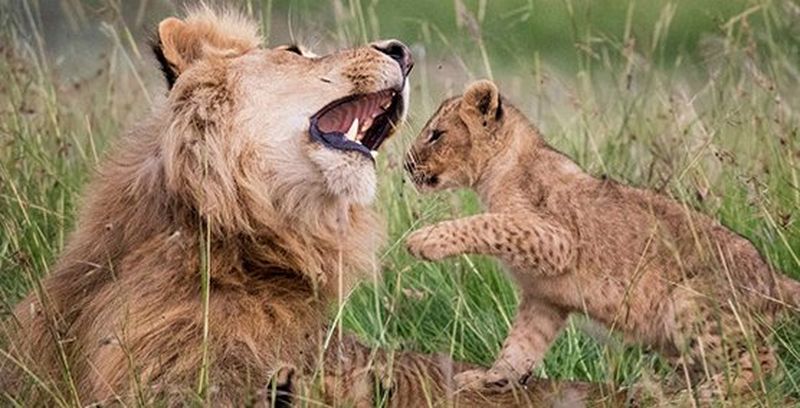 Ossi Saarinen's urban nature photography story