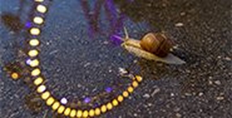 A squirrel looks up, paws in front of its body, surrounded by a field of white daisies and lush green grass up to its shoulders.
