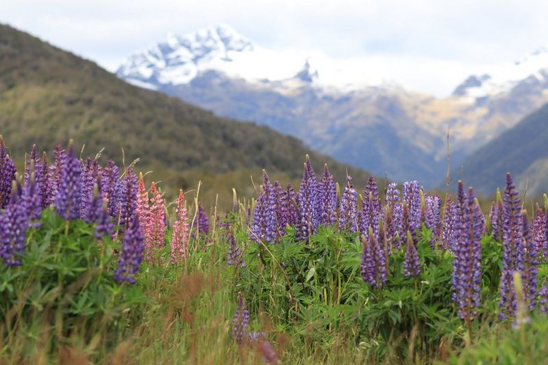 A landscape shot with small purple flowers in the foreground and snow-covered mountains in the distance.