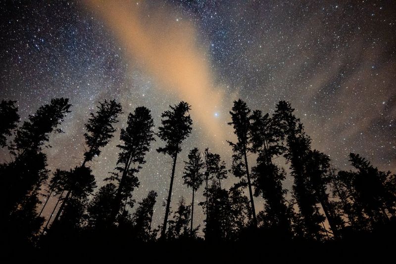 A starry night sky with trees casting a silhouette. 