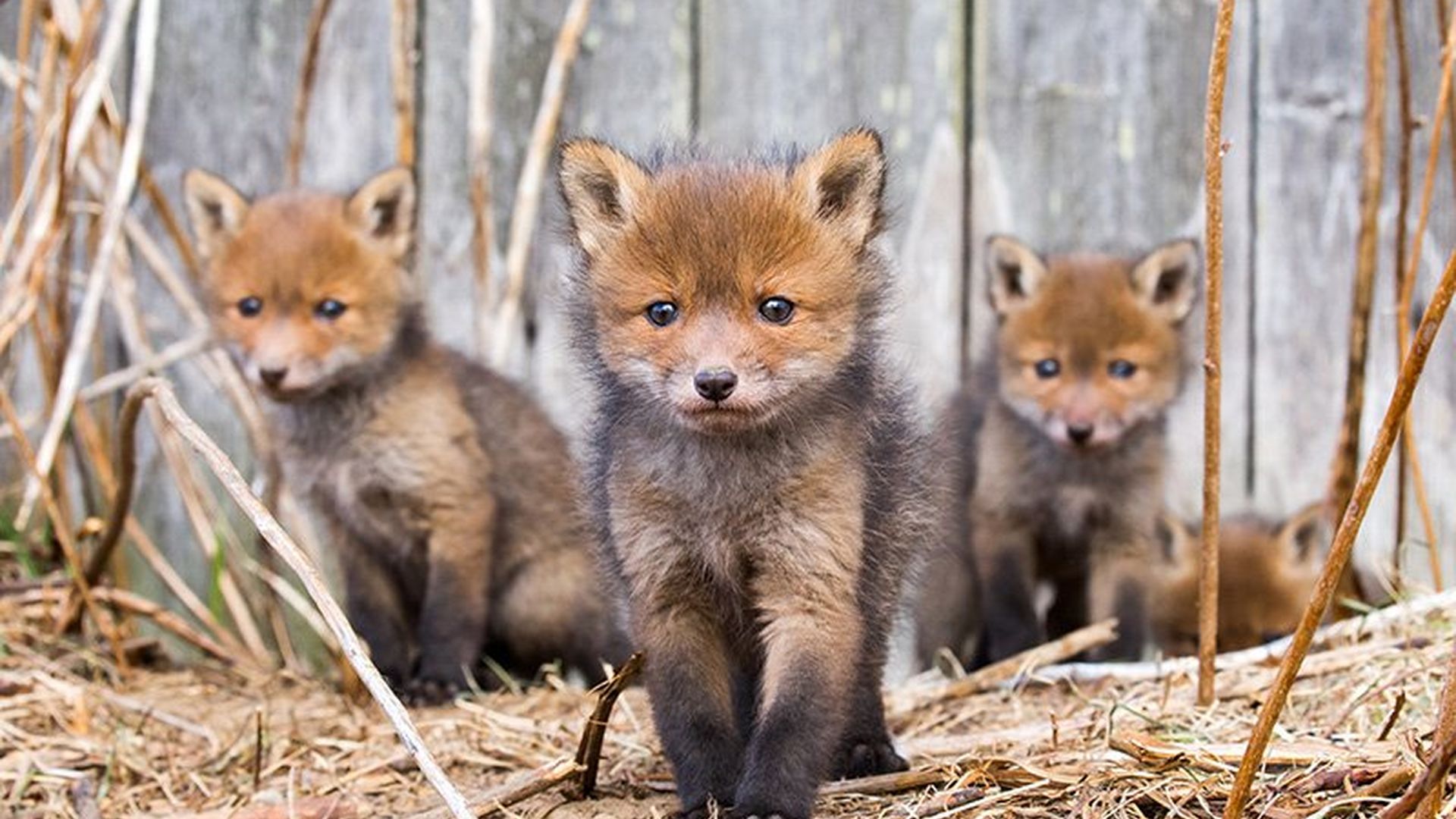 Three fox cubs play walk towards us and one crouches behind, all of them in front of a wooden fence.