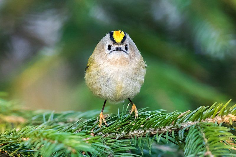 A round bird with a yellow streak on its head sits on a fir tree branch and looks straight at us, looking as though it's frowning.