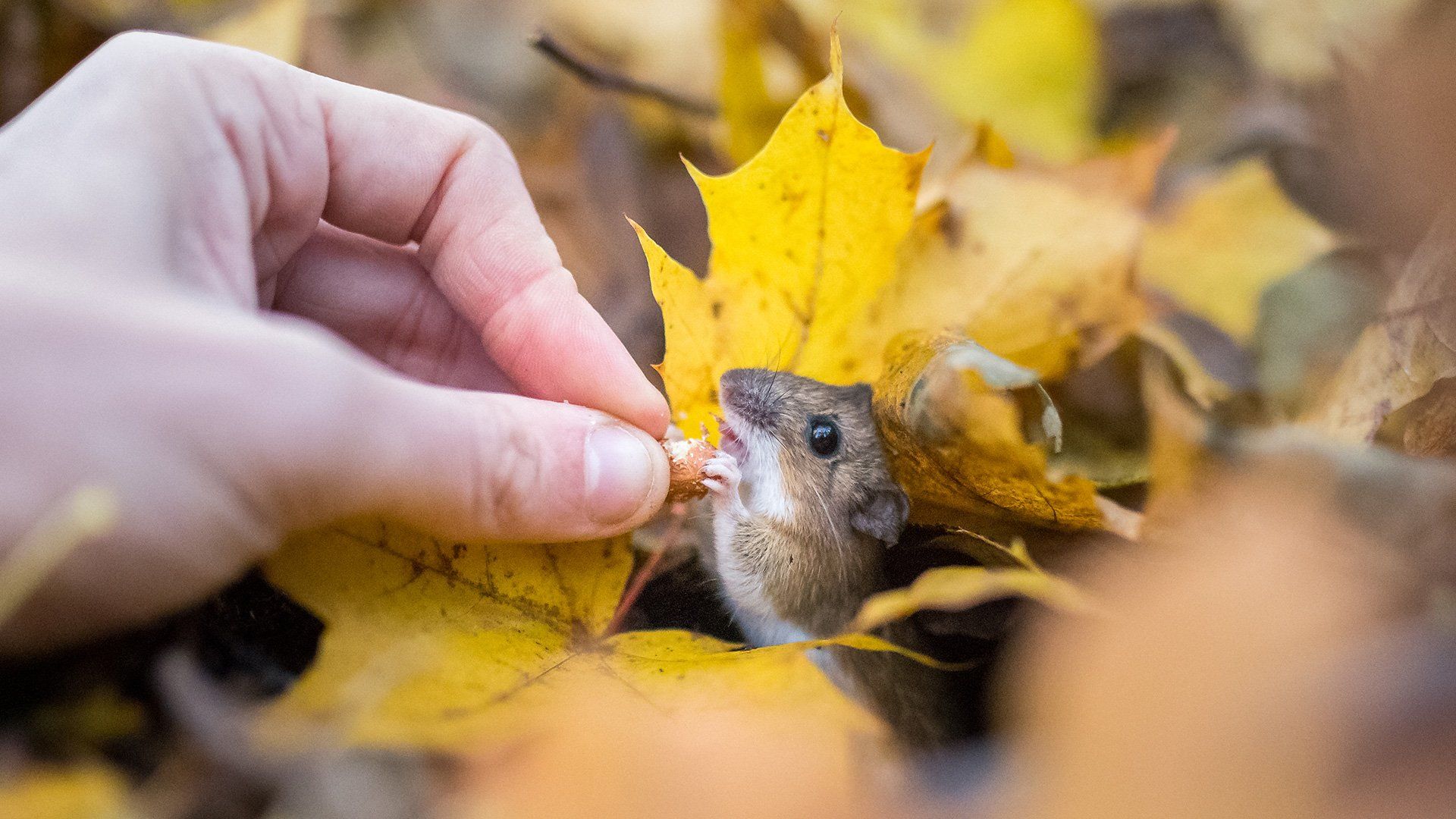 A small mouse surrounded by autumn leaves on the ground takes a nut from a man's hand.