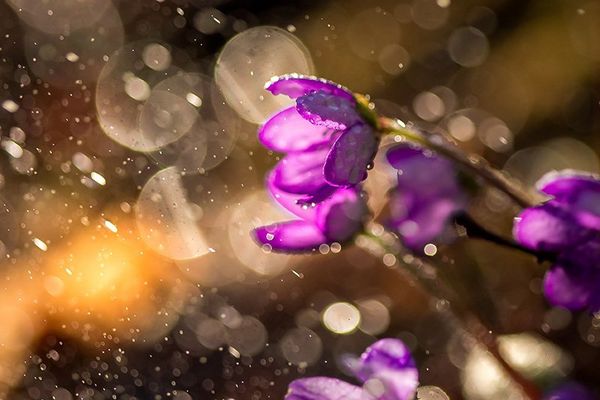 Purple bell-shaped flowers are seen close up at dawn, droplets of rain creating circular bokeh effects in the background.