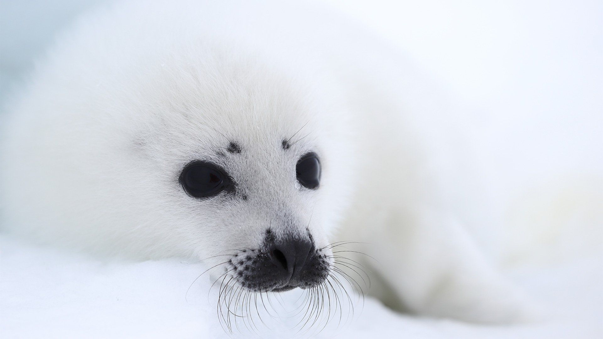 Seal cub sitting against a snowy background.