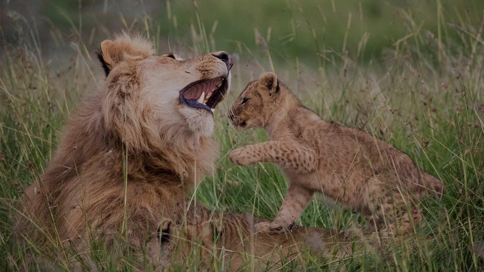 A lion cub clambers over an adult male lion lying in long grass, who raises his head in a mock roar.
