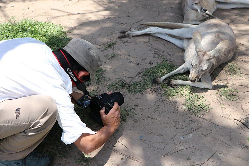 A kneeling man photographs two kangaroos lying on the ground.