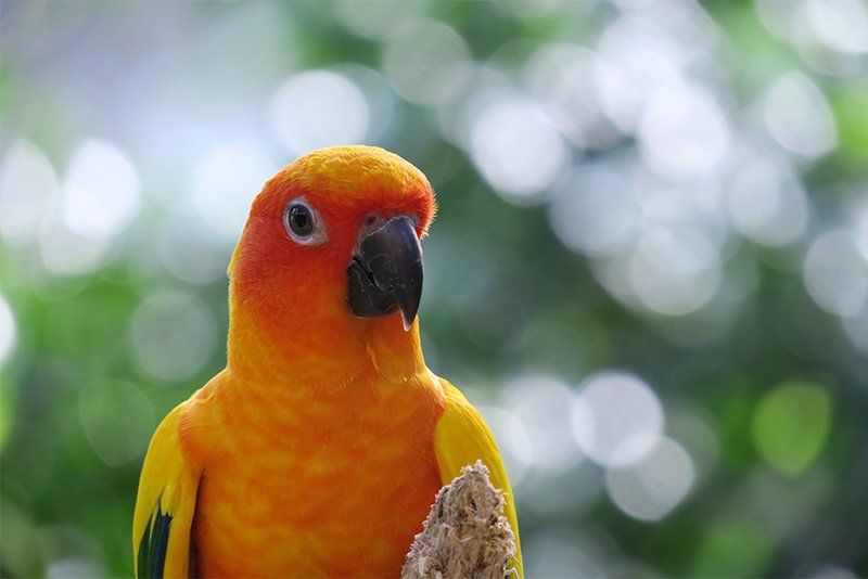 A bright yellow-orange parrot looking at the camera.