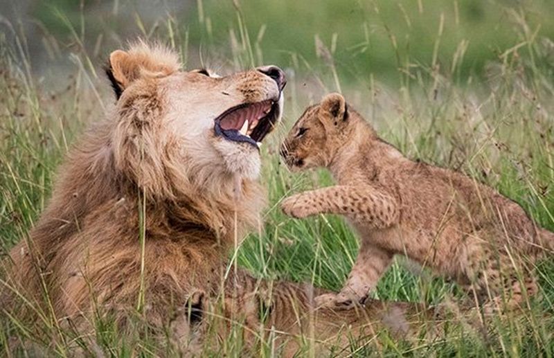 A lion cub sits on the back on an adult male lion, playing.