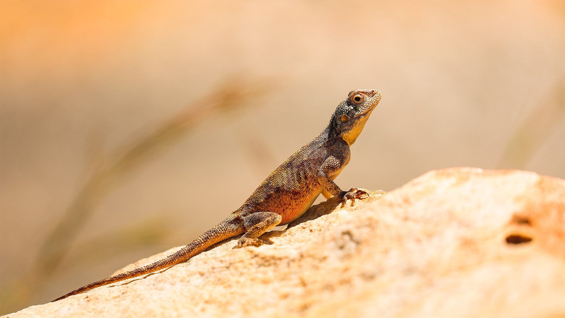 A lizard standing on a rock raises its head and upper body in the sunlight.