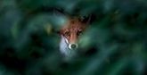 A fox stares at us through a gap in a bush, which is out of focus.