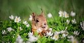 A squirrel looks up, paws in front of its body, surrounded by a field of white daisies and lush green grass.