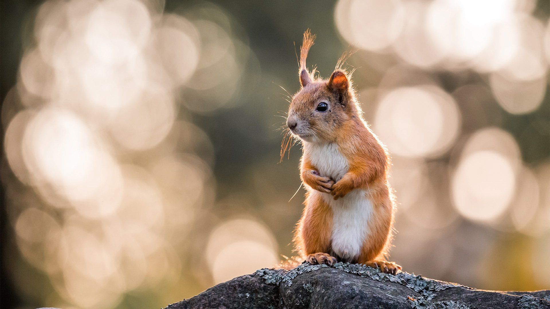 A squirrel stands on a tree branch, the dappled golden sunlight behind it creating a circular bokeh effect background.