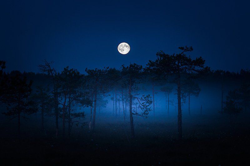 A full moon shines brightly above a row of trees.