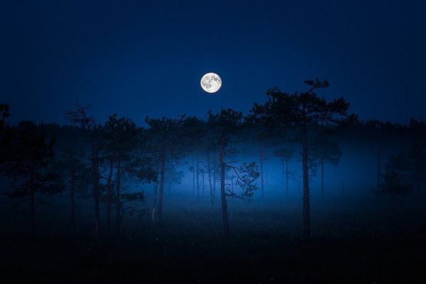 A full moon shines brightly above a row of trees.