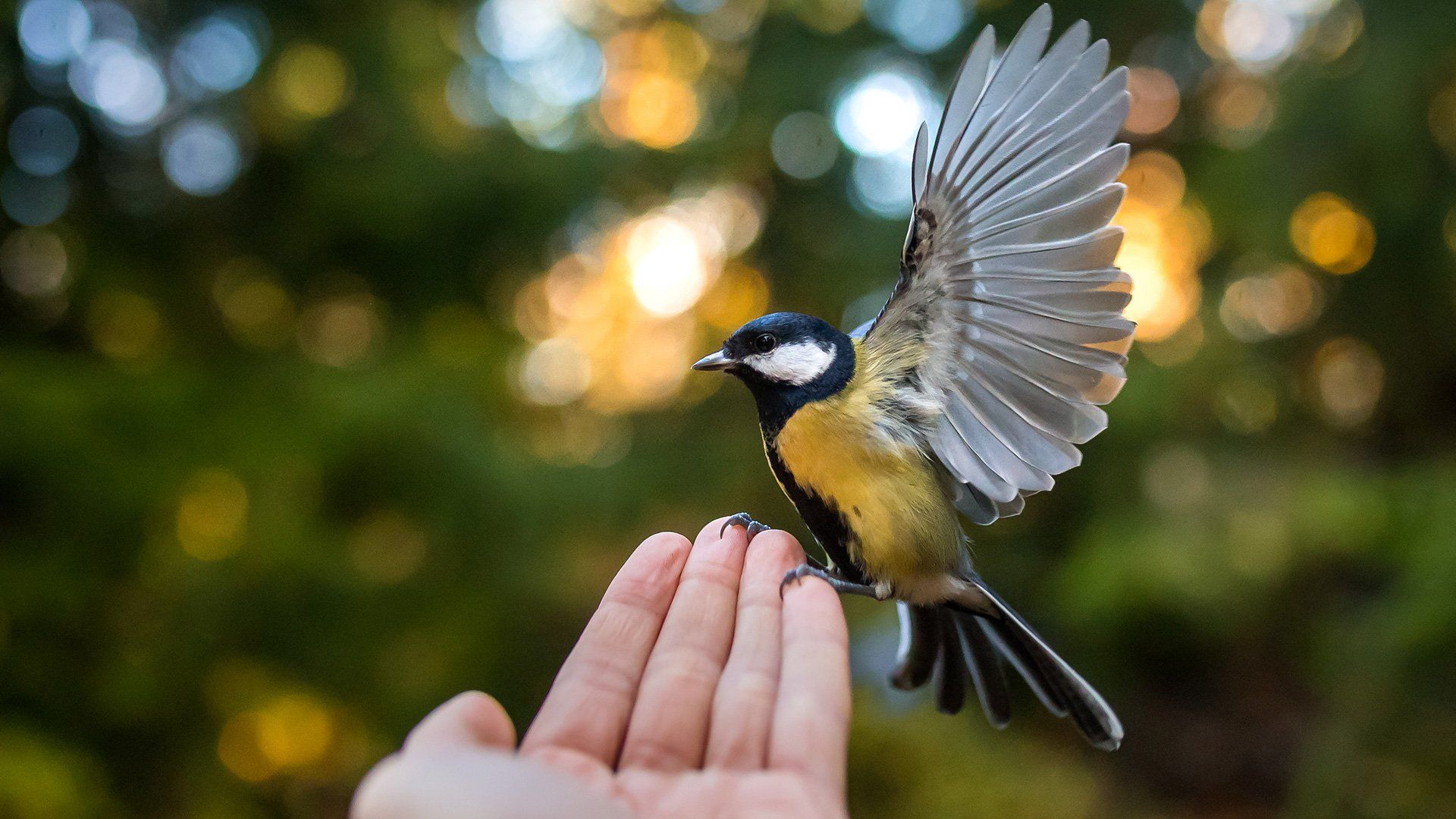 A small yellow bird perches on a hand in front of us, its wings outstretched.