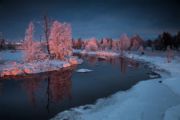 Snow-covered trees glow pink with the light of the setting sun, as the river snakes through the snow in Banff National Park.