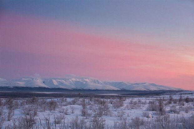 The sunset above a crisp white snow-covered landscape turns the sky shades of pink and purple.