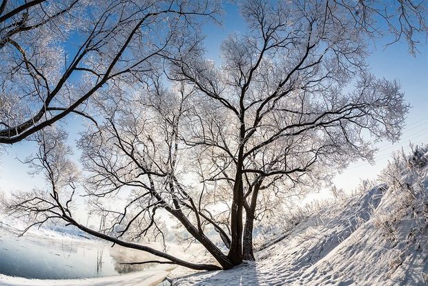 The sun shines through the bare branches of a tree on the snow covered ground.
