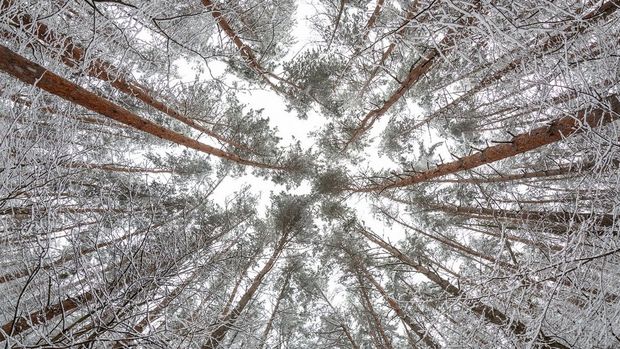 A view looking up at a stand of pine trees covered in snow.