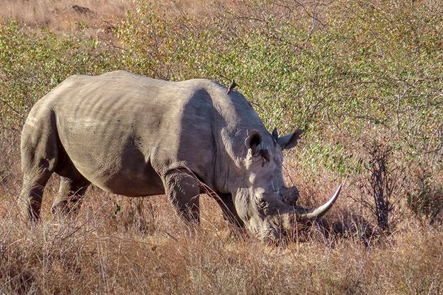 A close-up shot of a rhino in Nairobi National Park.