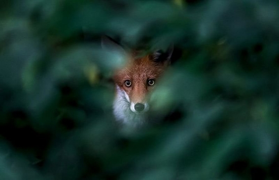 A fox stares through a gap in a bush, which is out of focus.