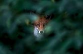 A fox stares through a gap in a bush, which is out of focus.