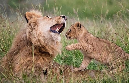 A lion cub plays with its father in long grass.